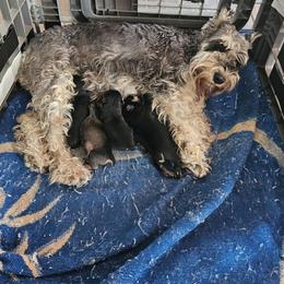 Female 1 - Black and silver female Miniature Schnauzer puppy in Chino, California from So Cal Schnauzer
