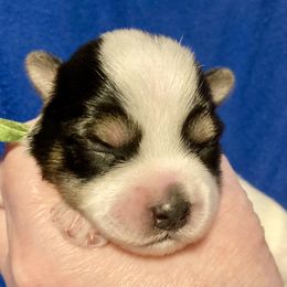 Maltipoo, Morkie, and Yorkipoo Puppies from Danza Bolo