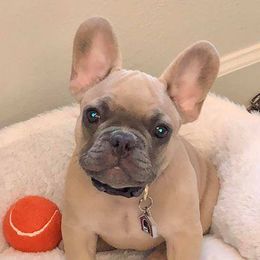 French Bulldogs from Undeniabull French Bulldogs