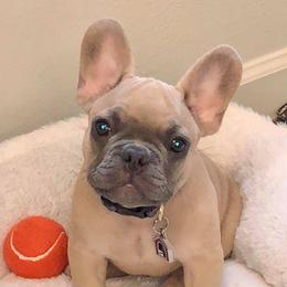 French Bulldogs from Undeniabull French Bulldogs