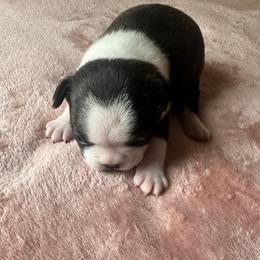 Girl 2 - Black brindle and white female Boston Terrier puppy in Brookville, Ohio from Best Friend Bostons