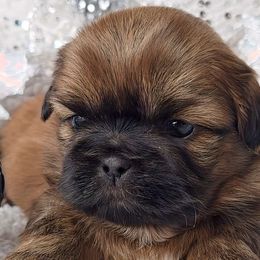 WINNIE - ADOPTED! - Red female Shih Tzu puppy in Middle Grove, New York from Beirin Breige Shih Tzus
