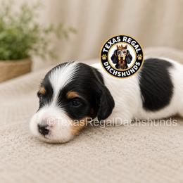 Maverick - Black and tan male Dachshund puppy in Houston, Texas from Texas Regal Dachshunds LLC