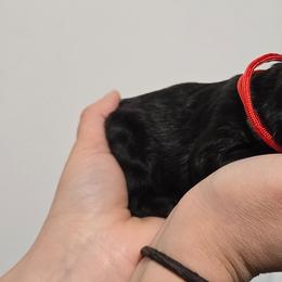 Red Boy - Black male German Shepherd puppy in Ocala, Florida from Guardian Shepherds