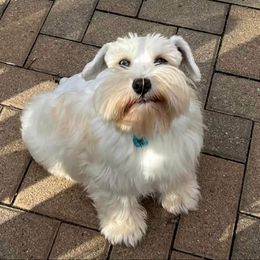 Pyper - Miniature Schnauzer