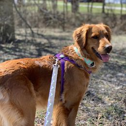 Brittany and Golden Retriever All Grown Up from Our Golden Adventures