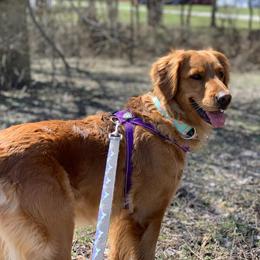 Brittany and Golden Retriever All Grown Up from Our Golden Adventures