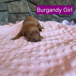 Burgundy Girl - Dark golden female Golden Retriever puppy in Elk River, Minnesota from Meadow Creek Goldens
