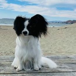 Papillons from DogBond Papillons