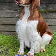 Welsh Springer Spaniels from Luna Park Kennels