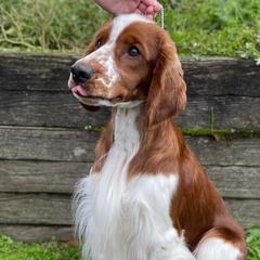 Welsh Springer Spaniels from Luna Park Kennels