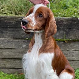 Welsh Springer Spaniels from Luna Park Kennels