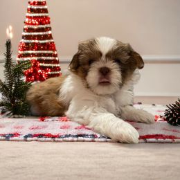 Victor - Liver and white Shih Tzu puppy in California from Jessica Diangson's Shih Tzus