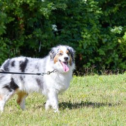 GEISHA - Miniature Australian Shepherd