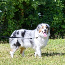 GEISHA - Miniature Australian Shepherd