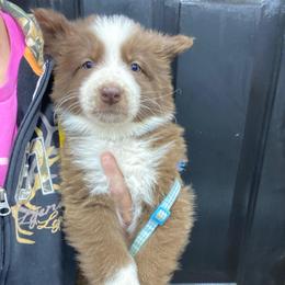 Girl 3 Light blue collar - Panda female German Shepherd puppy in Pelham, North Carolina from P & P Shepherds
