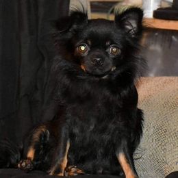 Chihuahuas from Two Rivers Chihuahuas