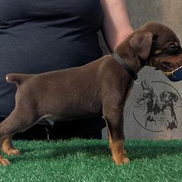 Male 5 - Black Collar - Red and rust male Doberman Pinscher puppy in Spencer, Indiana from Jackson's Dobermans