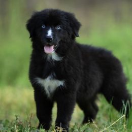 Zena - Australian Shepherd