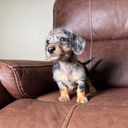 Benjamin - Dapple male Dachshund puppy in Magnolia, Texas from Hillyard Ranch