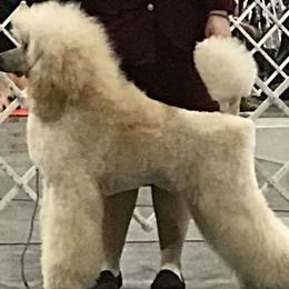 Poodles from Rosewood Standard Poodles