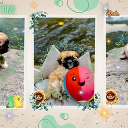 Shih Tzu Puppies from C&E Royal Shih Tzu