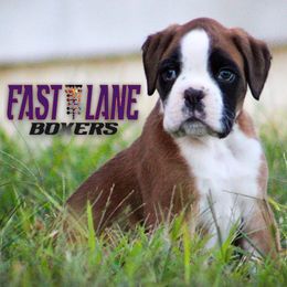 Tuff - Fawn male Boxer puppy in Walton, Kentucky from Fast Lane Boxers