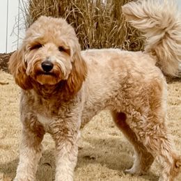 Marley - Goldendoodle
