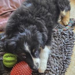 Australian Shepherd and Miniature Australian Shepherd Puppies from Cara Harker
