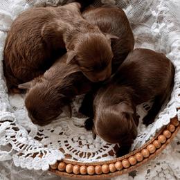Shihpoo Puppies from The Teddybear Shihpoo