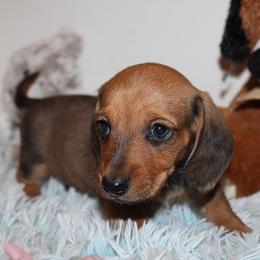 Boy 4 - Red male Dachshund puppy in Craig, Colorado from Rocky Mountain Shih Tzus and Dry Creek Miniature Dachshunds