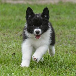 Border Collie Puppies from Shorewind Border Collies