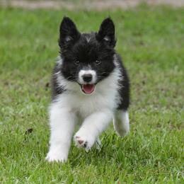 Border Collie Puppies from Shorewind Border Collies