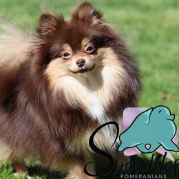 Cocoa - Chocolate and tan female Pomeranian puppy in Perry County, Ohio from Speechless Pom’s