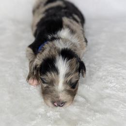 Blue collar - Blue merle male Australian Shepherd puppy in Coulee City, Washington from Mr and Mrs Doodle Farm