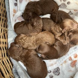 Poodle Puppies from Martin's Poodles and Doodles