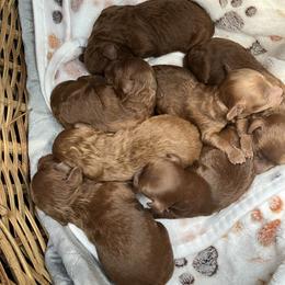 Poodle Puppies from Martin's Poodles and Doodles