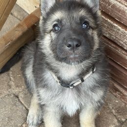 Diesel - Black and tan German Shepherd puppy in Peoria, Arizona from Sunrise Shepherds