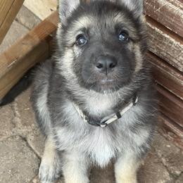 Diesel - Black and tan German Shepherd puppy in Peoria, Arizona from Sunrise Shepherds