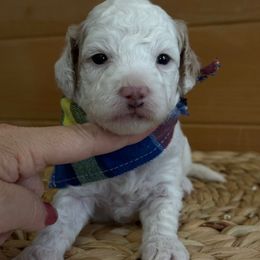 Z Green Boy - Parti male Goldendoodle puppy in Lewisville, Texas from Texas Goldendoodle Lovers