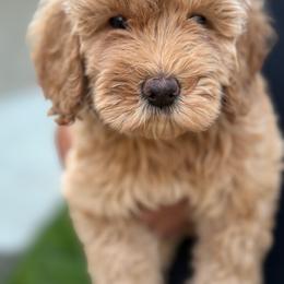 Harper - Apricot female Goldendoodle puppy in Yuciapa, California from AlltheDoodlez_