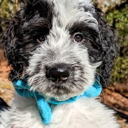 Double Doodle Puppies from Breedlove Mtn Doodles