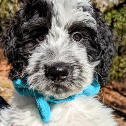 Double Doodle Puppies from Breedlove Mtn Doodles