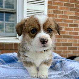 Sarge- Sargent - White and red male Pembroke Welsh Corgi puppy in Dugspur, Virginia from Camelot  Pembroke Corgis