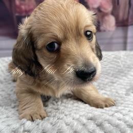 Patsy AKC - Cream female Dachshund puppy in Jena, Louisiana from Amy’s Mini Doxies