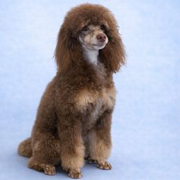 Ranger - Poodle