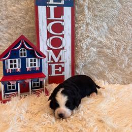 Bella - Black female Goldendoodle puppy in Bucyrus, Missouri from Hill Top Pomskies
