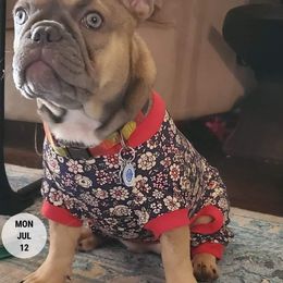 French Bulldog Puppies from Lyrics French Bullies LLC