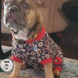 French Bulldog Puppies from Lyrics French Bullies LLC