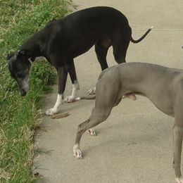 Italian Greyhounds from Azygous Italian Greyhounds